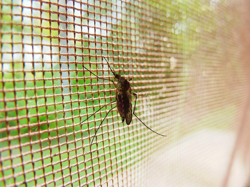 Mosquiteras