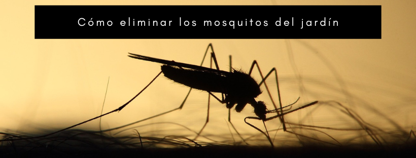 Cómo eliminar los mosquitos del jardín